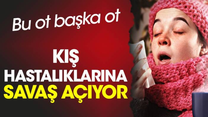 Bu ot başka ot. Kış hastalıklarına savaş açıyor