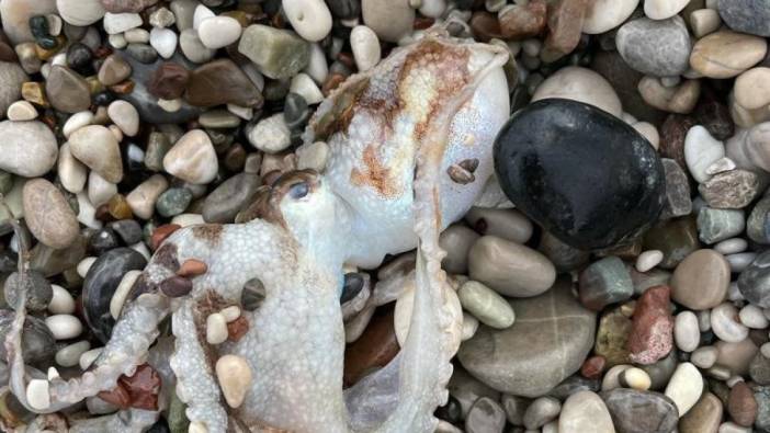 Konyaaltı Sahili'nde balık ölümleri yaşanıyor
