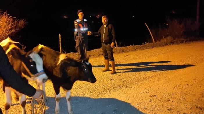 Araziye salınan ineğin kaçma girişimini Jandarma sona erdirdi
