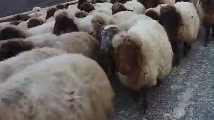 Siirt'te koyun sürüsünün geçtiği yol trafiğe kapandı