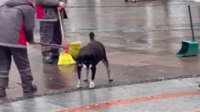 Temizlik işçisiyle sokak köpeğinin yürekleri ısıtan videosu