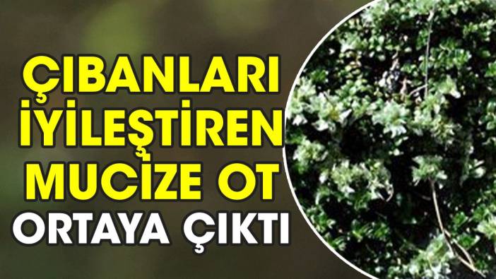 Çıbanları iyileştiren mucize ot ortaya çıktı