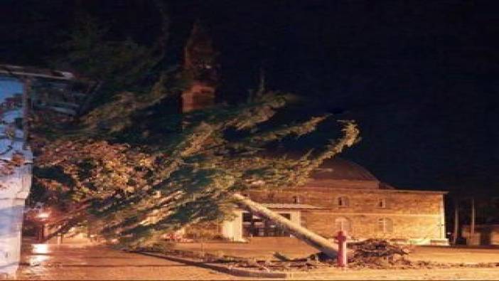 Şiddetli fırtına ağacı kökünden söktü