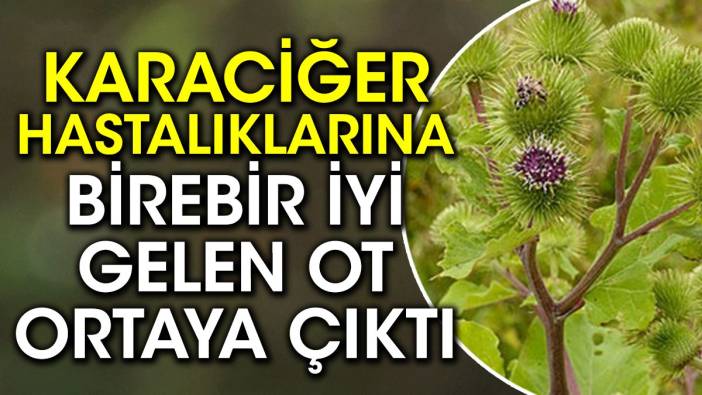 Karaciğer hastalıklarına birebir iyi gelen ot ortaya çıktı