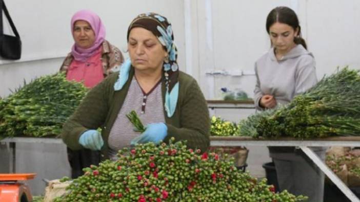 Antalya'dan Avrupa'ya 20 milyon dolarlık Noel çiçeği