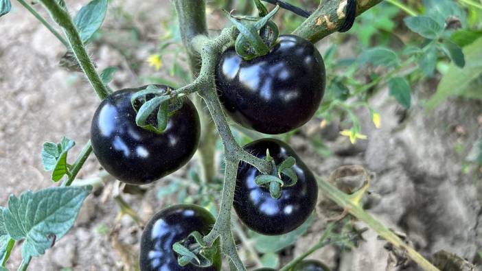 Siyah domates kansere iyi gelir mi?