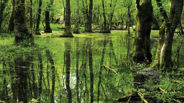 Sudaki orman. Dünyanın sayılı ormanlarından biri Türkiye’de