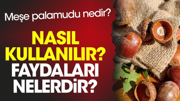 Meşe palamudu nedir? Nasıl kullanılır? Faydaları nelerdir?