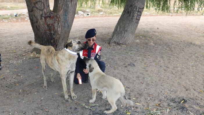 Jandarma sahipsiz köpeklere reflektörlü tasma taktı