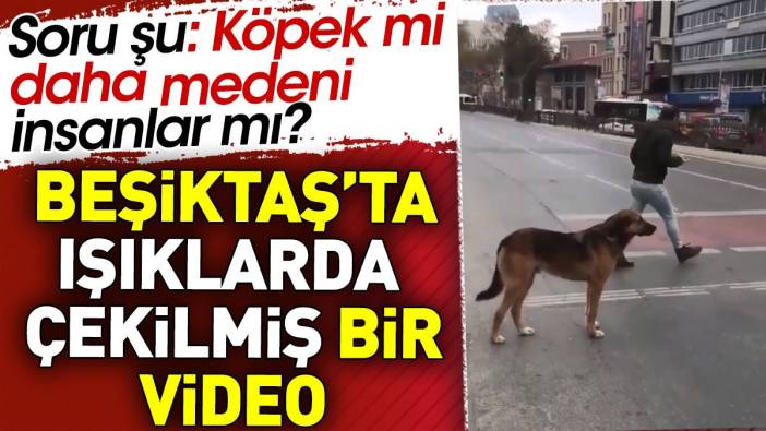 Beşiktaş'ta ışıklarda çekilmiş bir video. Soru şu: Köpek mi daha medeni insanlar mı?