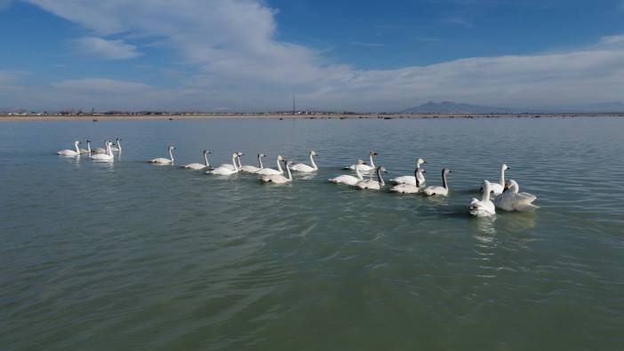 Arin Gölü’ndeki flamingolar yerini ötücü kuğulara bıraktı