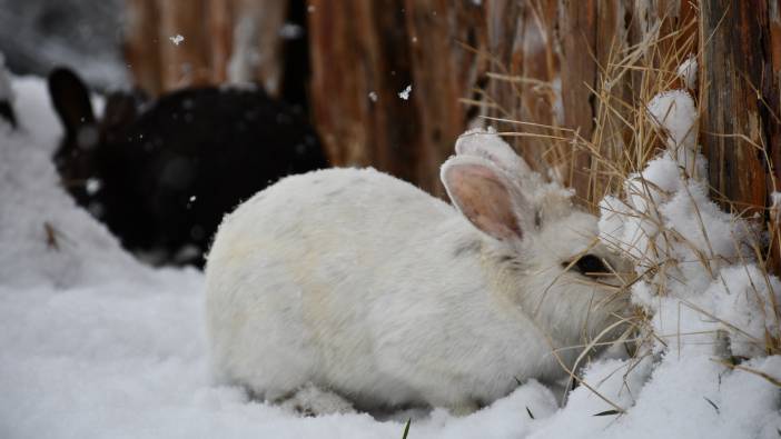 Kar altında beslenen 2 tavşan böyle görüntülendi