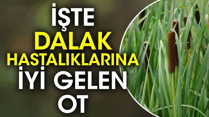 İşte dalak hastalıklarına iyi gelen ot