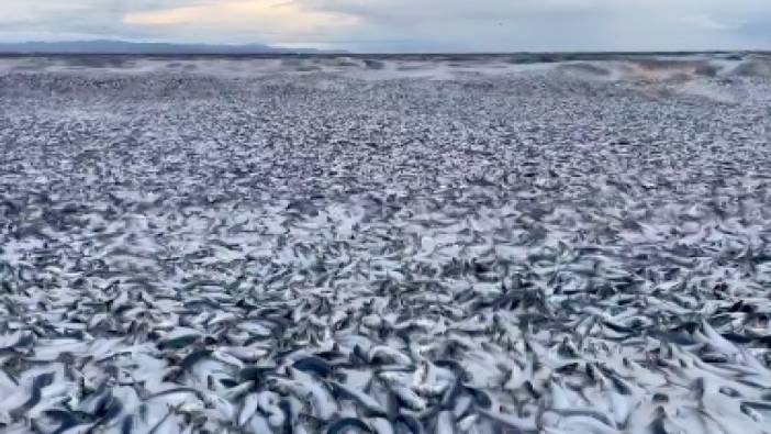Japonya'da kıyıya onbinlerce ölü balık vurdu