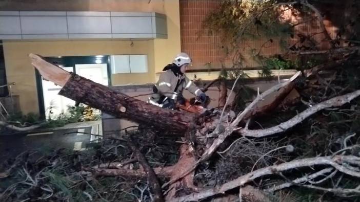 Hastane bahçesine ağaç devrildi