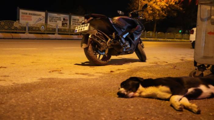 Başıboş köpek sorunu. Motosikletin önüne atlayan sokak köpeği canından oldu. Sürücü ölümden döndü