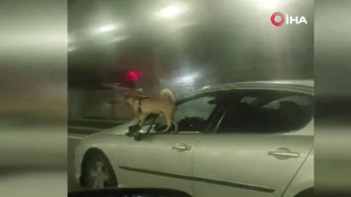 Köpeğin tehlikeli yolculuğu kameraya yansıdı