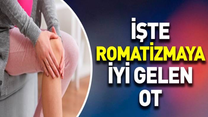 İşte romatizmaya iyi gelen ot