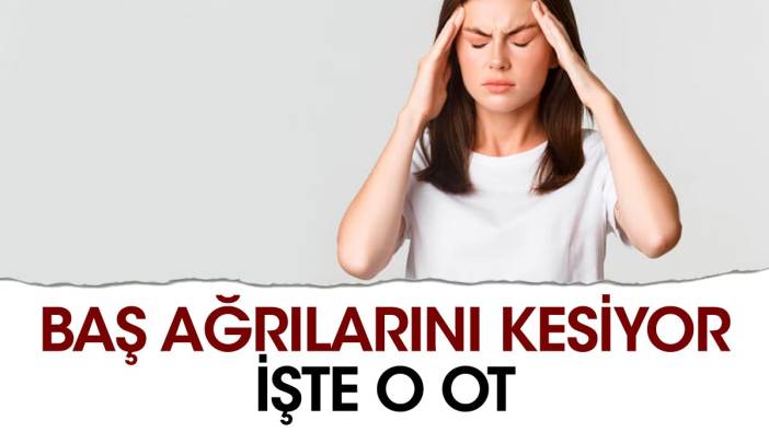 Baş ağrılarını kesiyor. İşte o ot