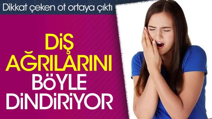 Diş ağrılarını böyle dindiriyor. Dikkat çeken ot ortaya çıktı