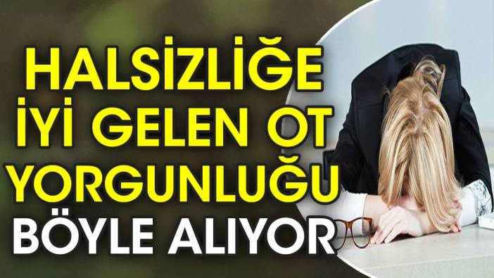 Halsizliğe iyi gelen ot yorgunluğu böyle alıyor