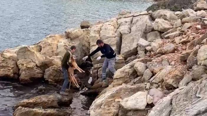 Muğla’da denize düşen köpeği belediye ekipleri kurtardı