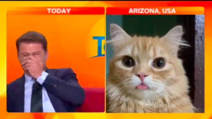 Canlı yayına yanlışlıkla katılan kedi, izleyenleri gülme krizine soktu