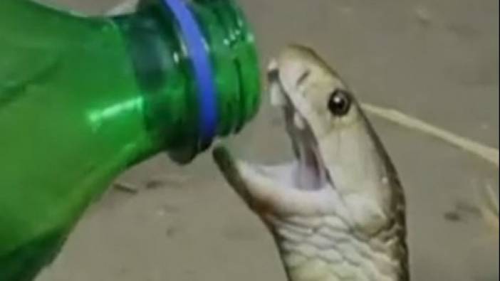 Susuzluktan kavrulan yılan şişeden kana kana su içti
