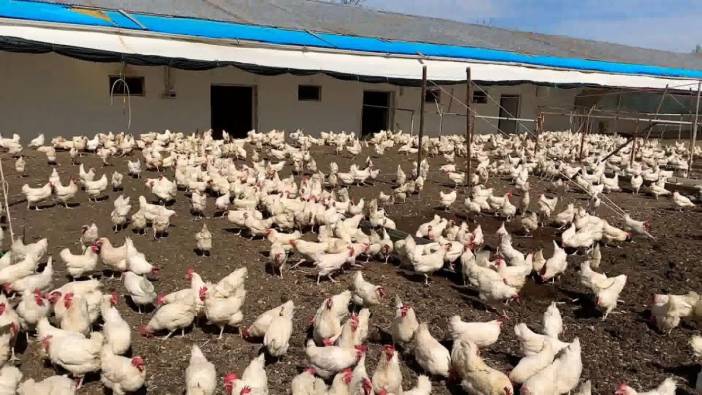 Tavuk üretimi ekimde arttı. Vatandaş ete değil ancak tavuğa ulaşabildi