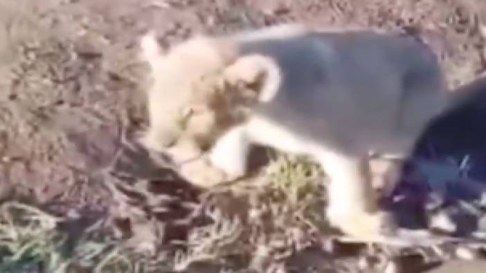 Şanlıurfa'da yol kenarında yavru aslan görüldü