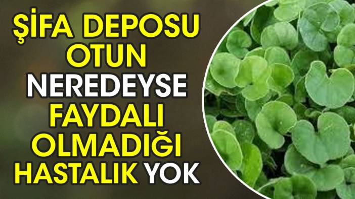 Şifa deposu otun neredeyse faydalı olmadığı hastalık yok