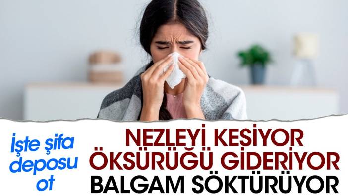 Nezleyi kesiyor. Öksürüğü gideriyor. Balgam söktürüyor. İşte şifa deposu ot