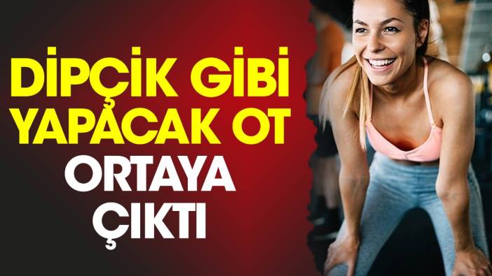 Dipçik gibi yapacak ot ortaya çıktı