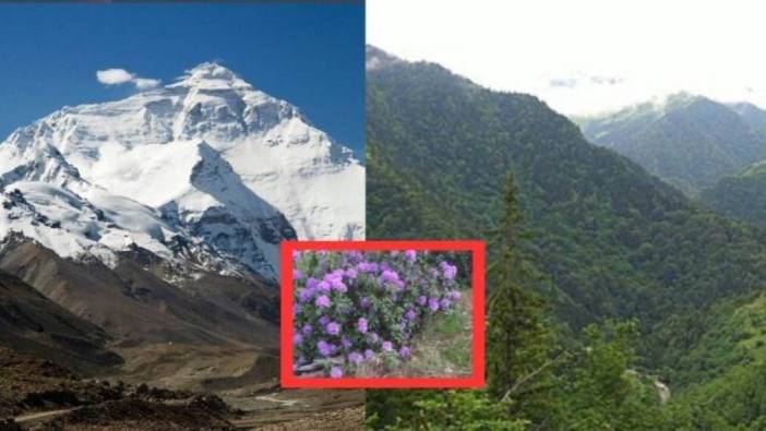 Sadece Himalaya ve Karadeniz'deki çiçeklerde var. Azı yarar çoğu zarar