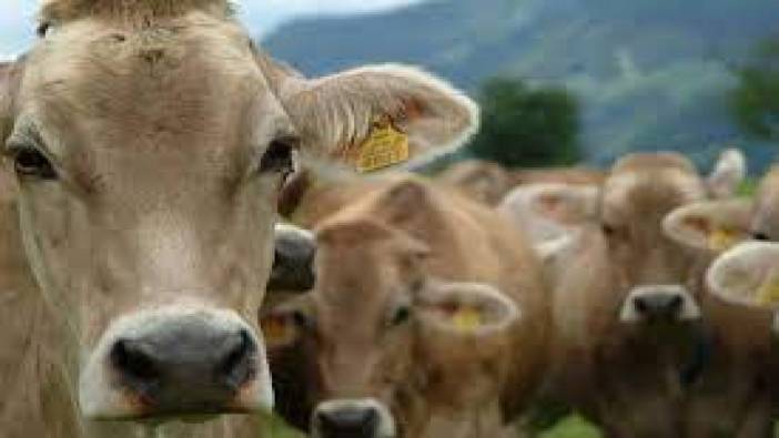 ESK kesimlik sığır satışı yapılacağını açıkladı. Bakalım fiyatlar düşecek mi?