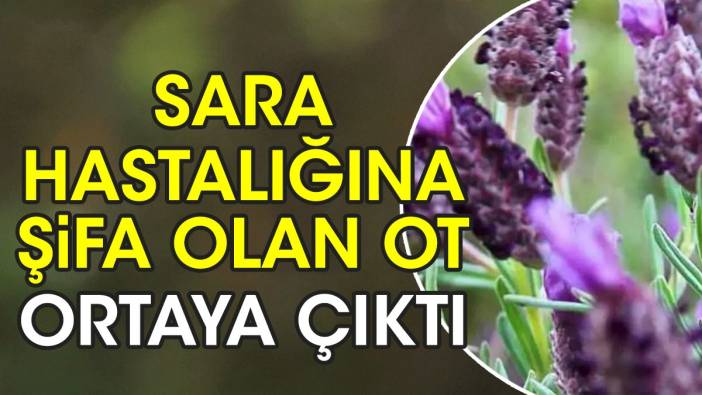 Sara hastalığına şifa olan ot ortaya çıktı