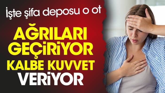 Ağrıları geçiriyor. Kalbe kuvvet veriyor. İşte şifa deposu o ot