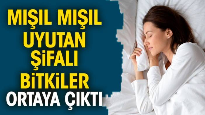 Mışıl mışıl uyutan şifalı bitkiler ortaya çıktı