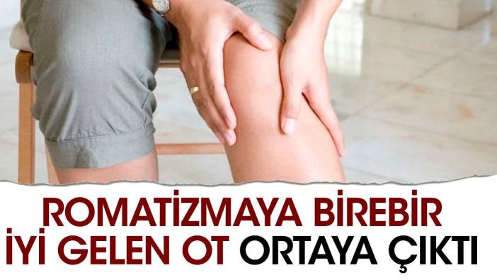 Romatizmaya birebir iyi gelen ot ortaya çıktı