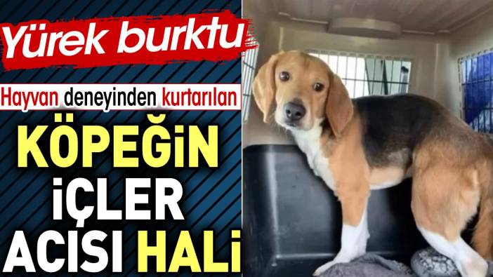 Hayvan deneyinden kurtarılan köpeğin içler acısı hali yürekleri burktu