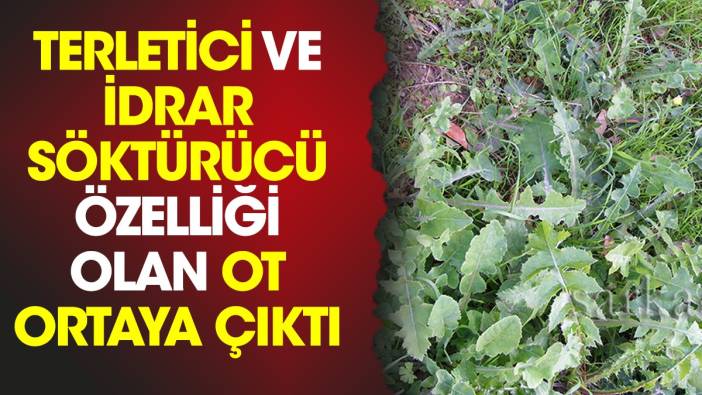 Terletici ve idrar söktürücü özelliği olan ot ortaya çıktı