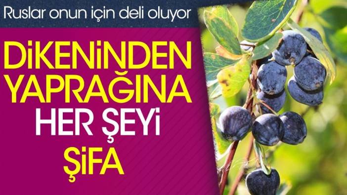 Dikeninden yaprağına her şeyi şifa. Ruslar onun için deli oluyor