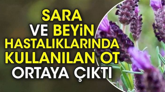 Sara ve beyin hastalıklarında kullanılan ot ortaya çıktı