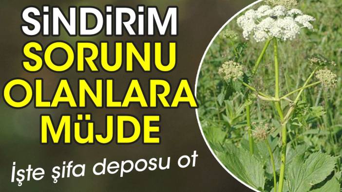 Sindirim sistemi sorunu olanlara müjde. İşte şifa deposu ot