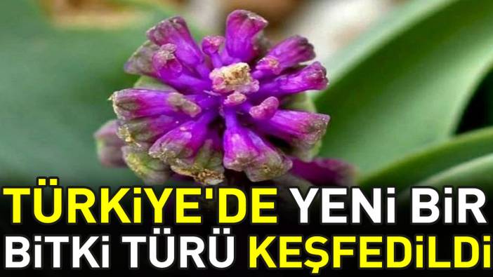 Türkiye'de yeni bir bitki türü keşfedildi