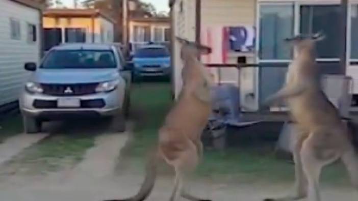 Avustralya'da iki kanguru, sokak ortasında dövüştü