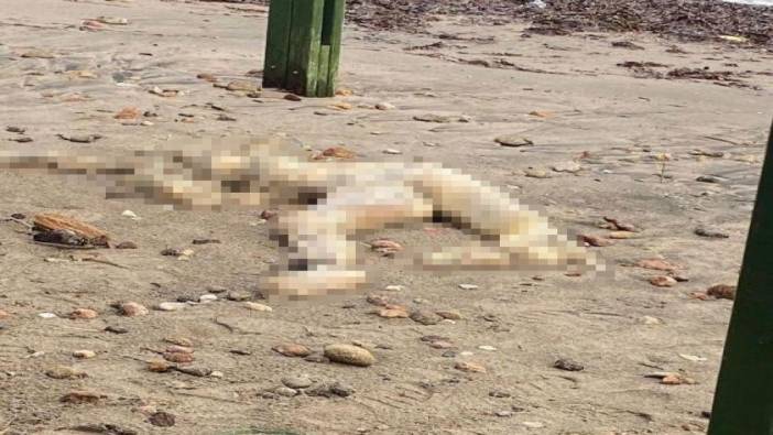 Bodrum sahilinde başı ve bazı uzuvları bulunmayan ceset bulundu
