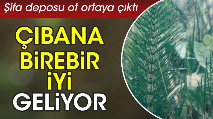 Çıbana birebir iyi geliyor. Şifa deposu ot ortaya çıktı