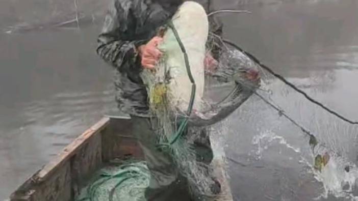 Meriç Nehri'nde dev yayın balıklarıyla kayığını doldurdu