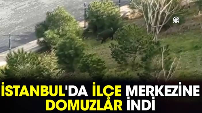 İstanbul'da ilçe merkezine domuzlar indi